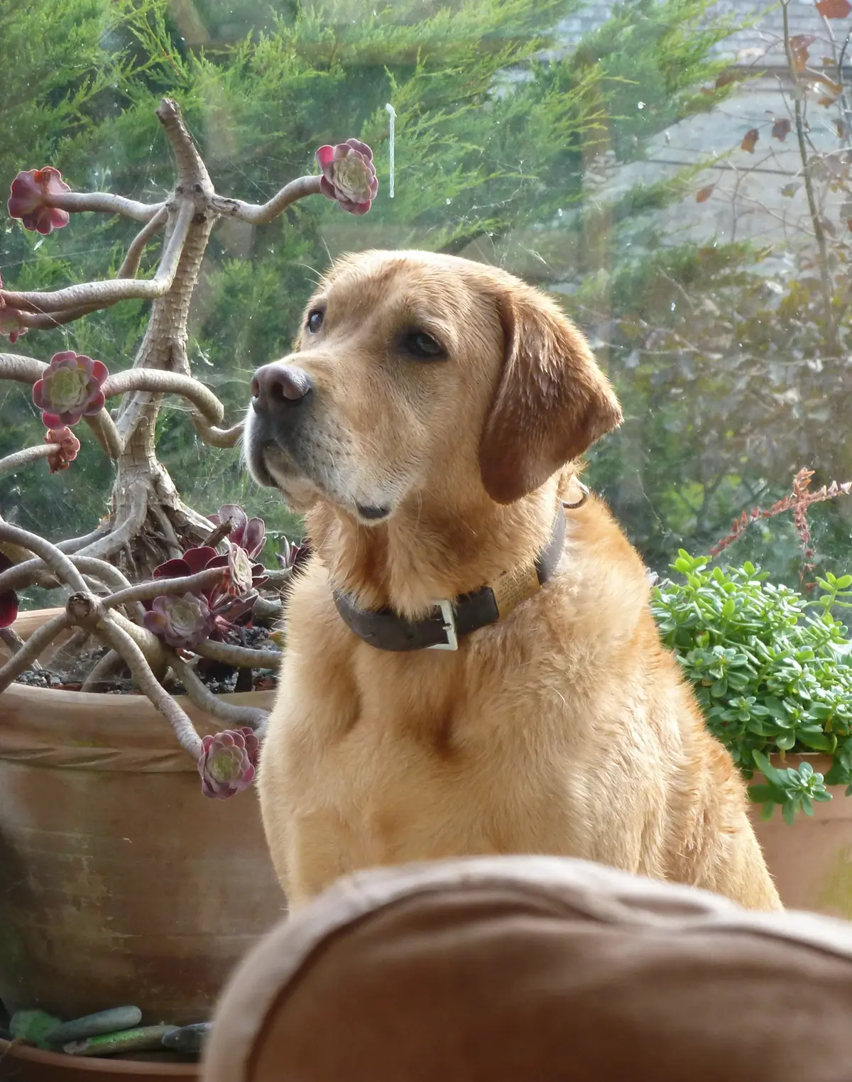 Oscar